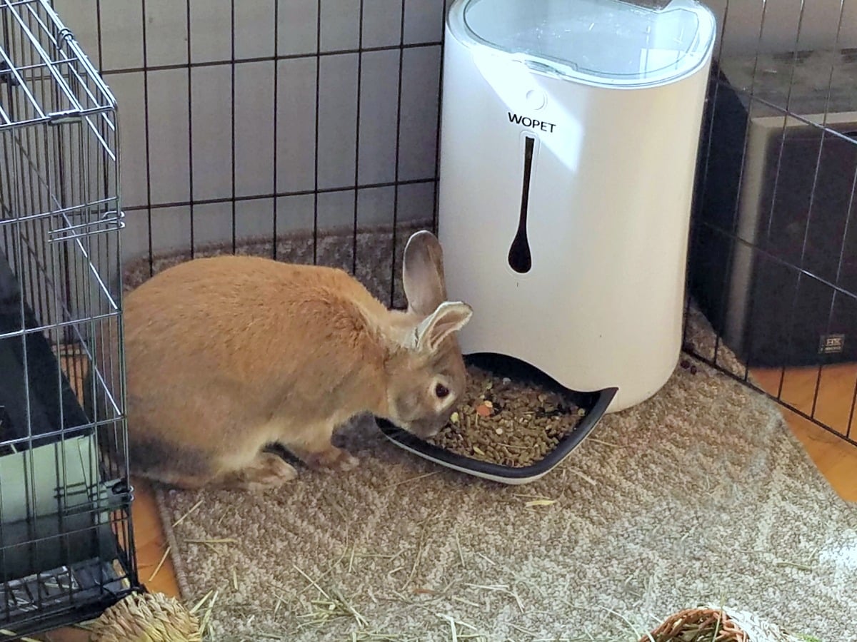 Can You Use an Automatic Pet Feeder for a Rabbit?